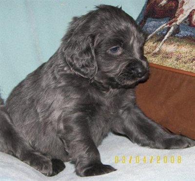 AKC LONG HAIR WEIMARANER PUPPIES