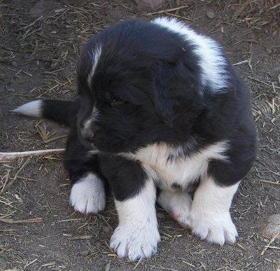 AKC NEWFOUNDLAND PUPPIES 
