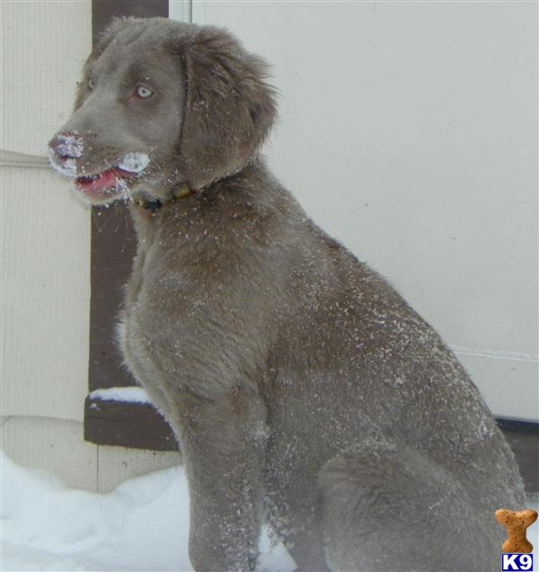 AKC LONGHAIR WEIMARANER PUPPIES