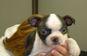 ADORABLE PUPPIES