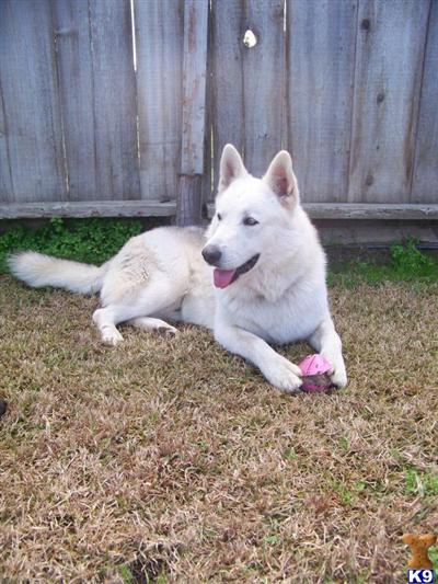 Lobo