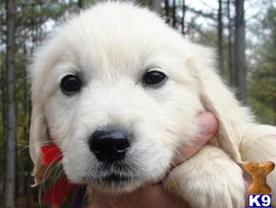 Virginia Full English Cream Purple/Red Male