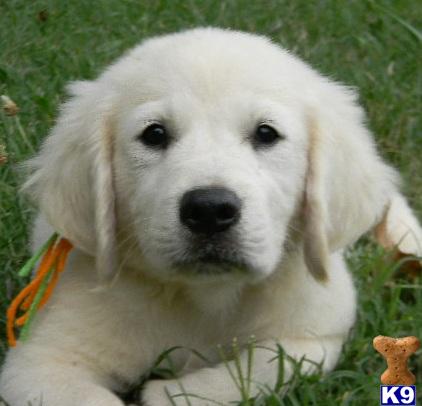 Reserve Your English Golden Retirever Puppy