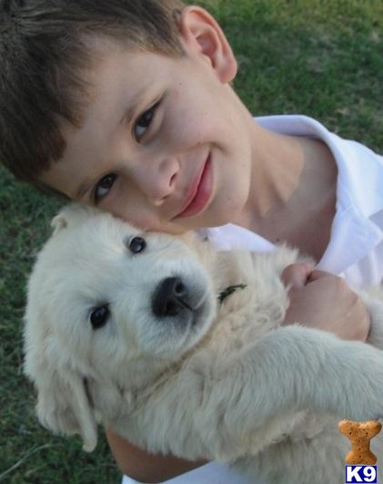 English Cream Golden Puppies August 2012