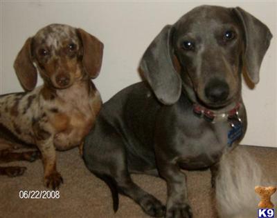 AKC Rare Solid Blue Stud