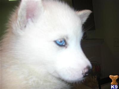 cute husky pups up for sale