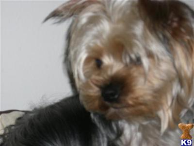 Prince