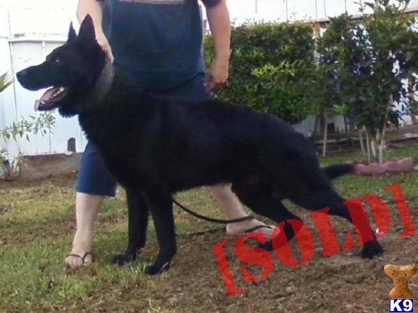 CASH VOM SEGENZ...SOLID BLACK MALE...TITUS POHRANICNI STRAZE GRANDSON