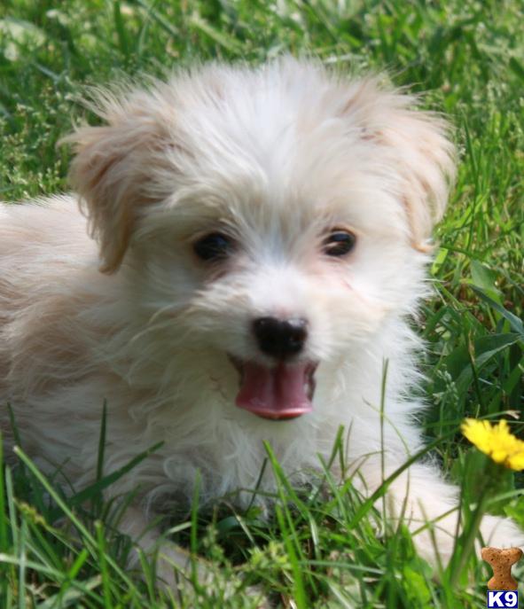 Happy and Healthy Havanese parents CERFd Shipping included