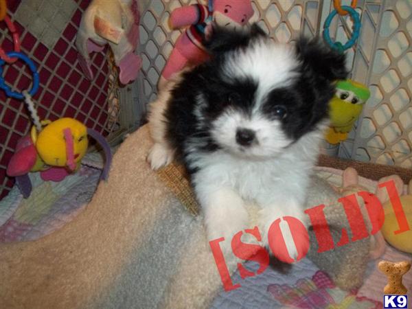 Maltipom and Morkie puppies live web cam and we ship 