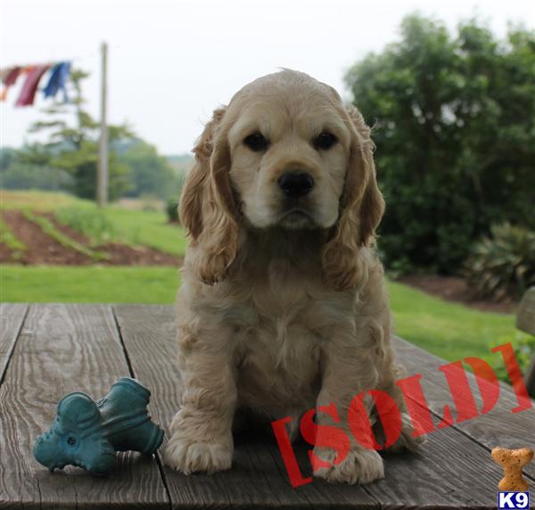 Dasher, Male $400 Shipping Available