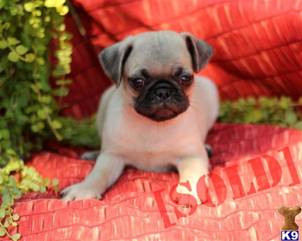 Carter, Male $400 Shipping Available