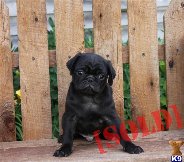 Dandelion, Male $550 Shipping Available