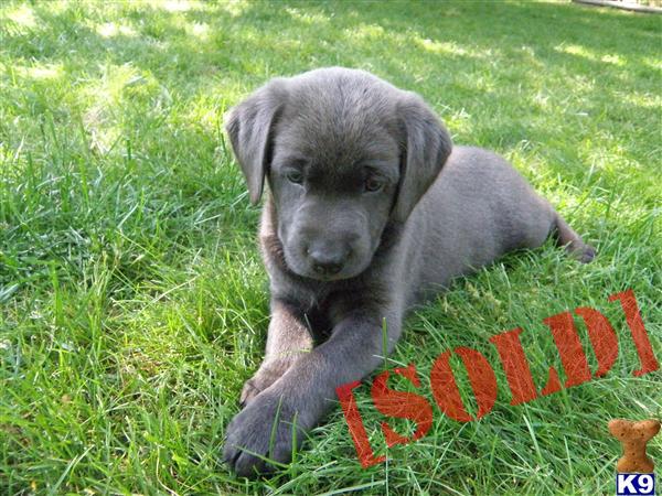 AKC charoal silver male puppy
