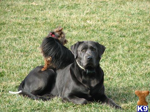 AKC, OFA charcoal silver male