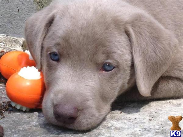 AKC Silver and charcoal silver labrador retriever puppies