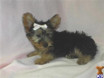  yorkie girl 699 W/SHIPPING INCLUDED 