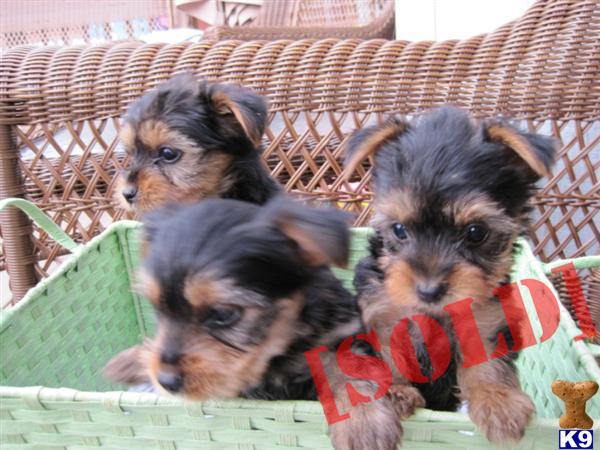 Yorkshire Terrier Puppy