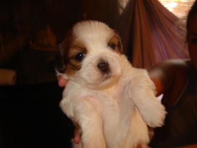 AKC Lhasa Apso pups