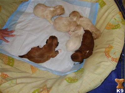 AKC Lhasa Apso puppys