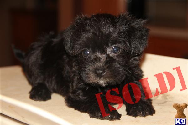 yorkies for sale in scottsville ky document moved yorkies for sale in scottsville ky document moved