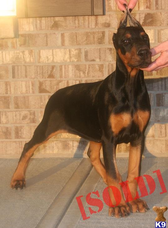 MEET DIAMOND ... LARGE FEMALE EARS CROPPED FULL AKC ... CHAMPION EURO  HOYTT BLOODLINE PROTECTION CANINES
