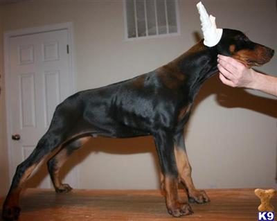EARS CROPPED...Superior Champion Work  Show Hoytt Euro