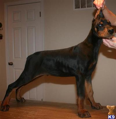 EARS CROPPED Superior Champion Work  Show Hoytt Euro