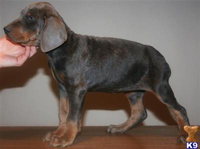 100 Champion Euros HUGE Size Protection Canines