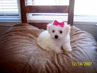 Bichon Frise Purebred Puppies For Sale