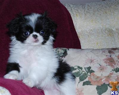 Japanes chin puppies