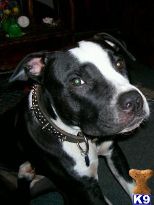 Panzer Bear