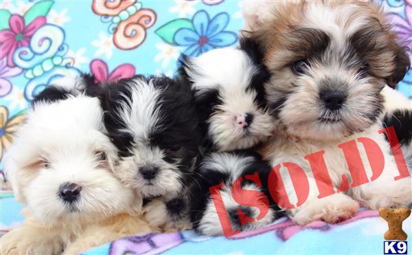 Free Holistic Dog care Info~Buttercuppuppies.com