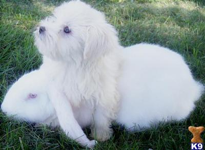 Whats in Your Pets Food?  Is it Safe Enough for You to Eat?