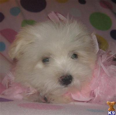 Family and Holistically Raised Puppies  Happy and Healthy