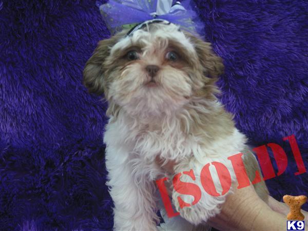 shih tzu for sale in san antonio tx shih tzus puppies shih tzu puppy for sale in san antonio tx photo breeds picture shih tzu for sale in san antonio tx shih tzus puppies shih tzu puppy for sale in san antonio tx photo breeds picture