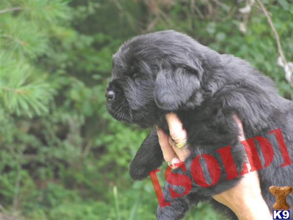 newfoundland puppies wi document moved newfoundland puppies wi document moved