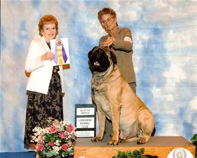 AKC Mastiff Puppies CH parents