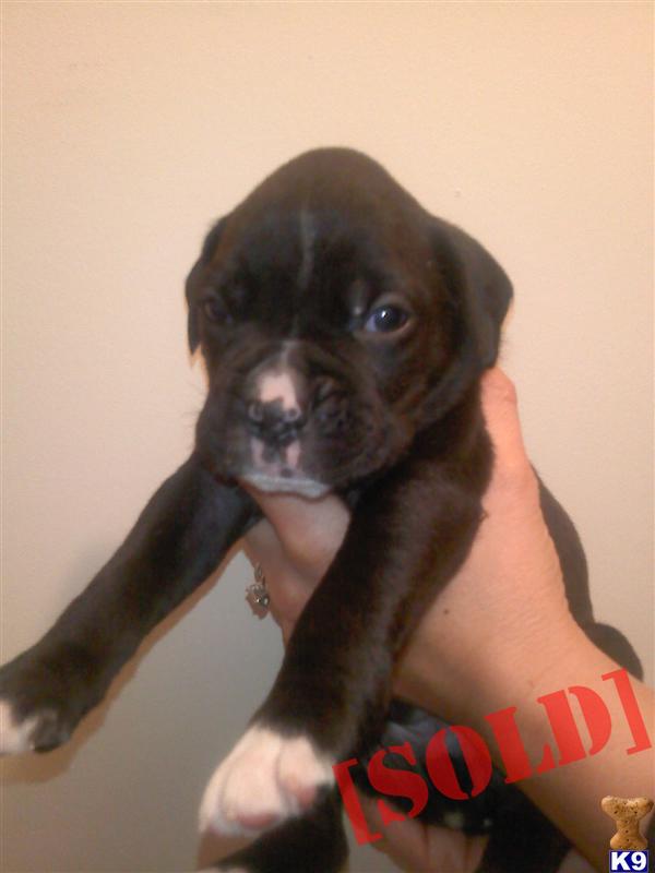 Boxer pups