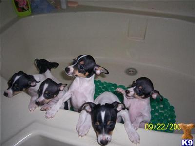 adorable puppys