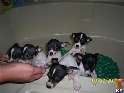 adorable puppies