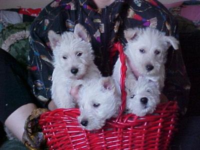 SCOTTIE PUPS-RARE WHEATEN COLOR-AKC
