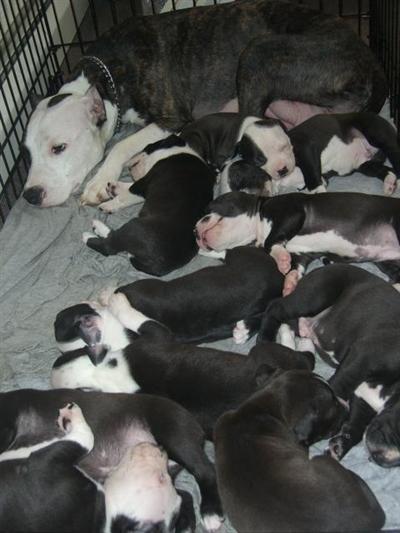 Colby/Greyline blood