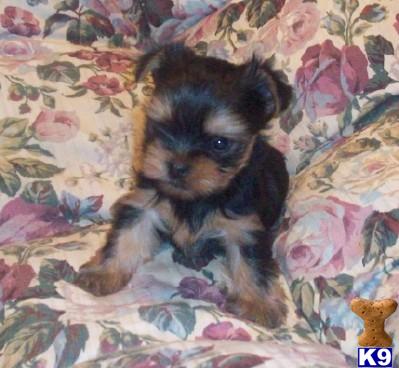 CKC Tiny Yorkie Puppies