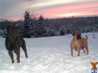Bullmastiff Puppies Available