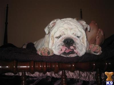 Louleys Prince Quincey