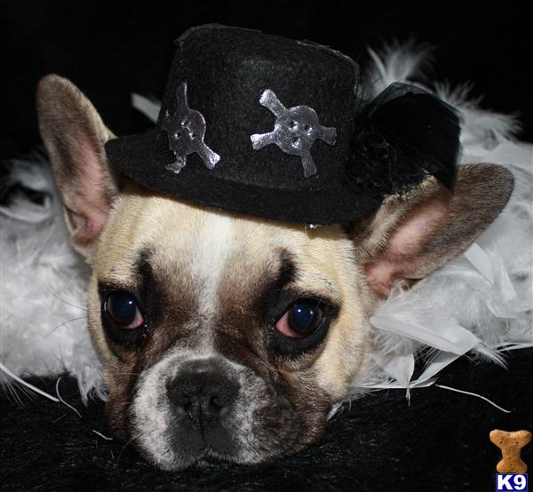 French Bulldog puppies with champion lineage