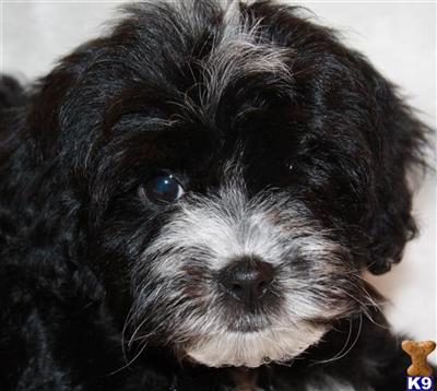 Goldendoodles in Very Petite mini size