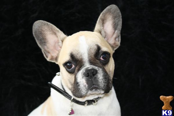 AKC rare color Frenchies, awesome build and color