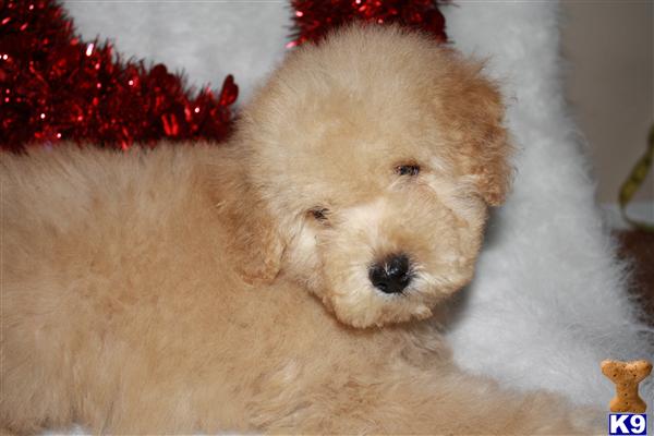 miniature goldendoodle puppies for sale. F1B Mini Goldendoodles~Red,
